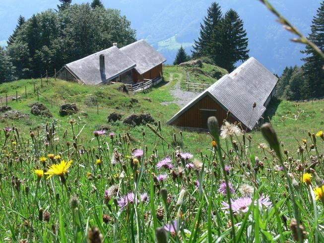 schwanten1.neu